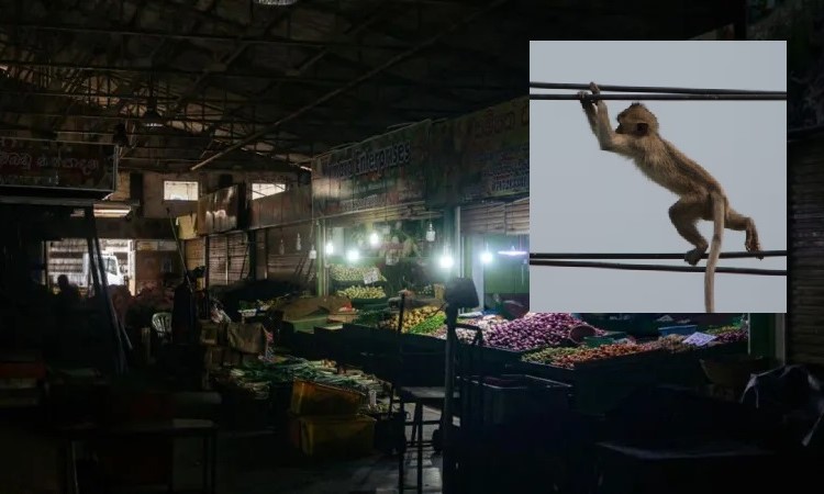 দেশব্যাপী বিদ্যুৎ বিভ্রাটের জন্য বানরকে দায়ী করলেন মন্ত্রী